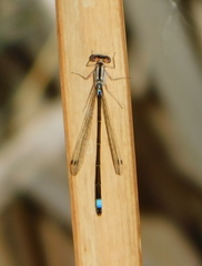 Ischnura cervula