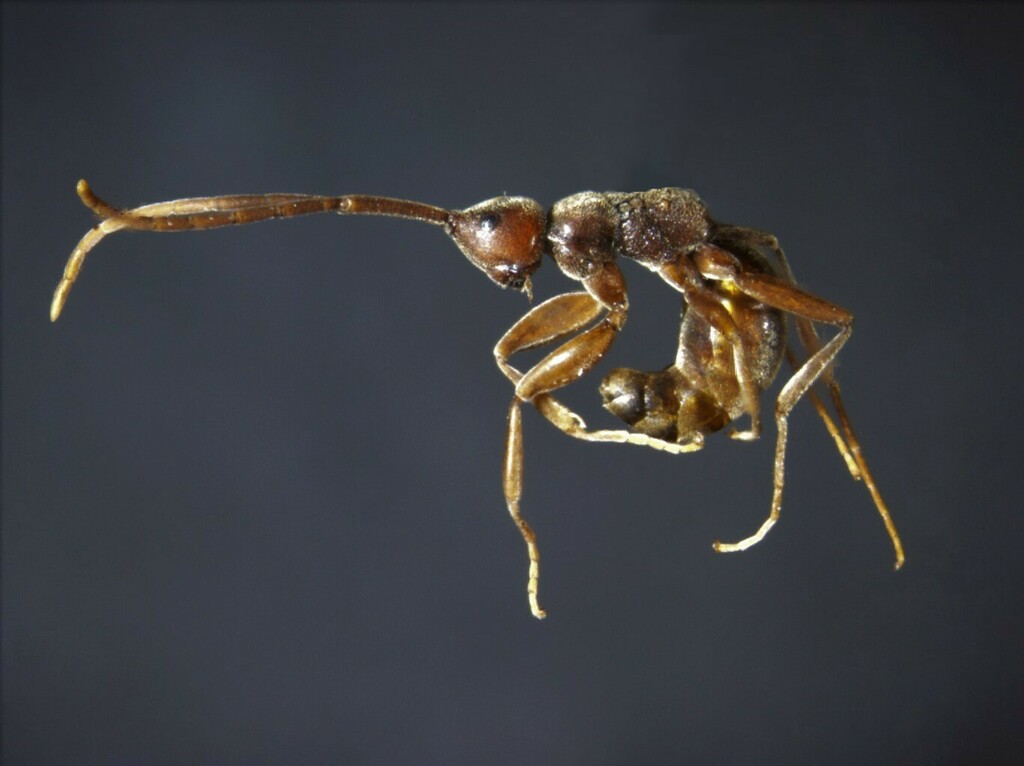 Embolemus ruddii
