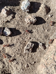 Pogonomyrmex tenuispinus