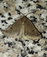 Aethiopodes erebaria