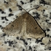 Aethiopodes erebaria - Photo (c) Sally Adam, algunos derechos reservados (CC BY-NC), subido por Sally Adam