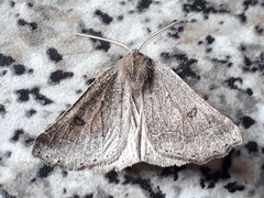 Aethiopodes erebaria