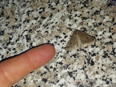 Aethiopodes erebaria