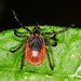 Eastern Black-legged Tick - Photo (c) Jason M Crockwell, some rights reserved (CC BY-NC-ND), uploaded by Jason M Crockwell