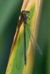 Ischnura cervula
