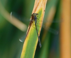 Ischnura cervula