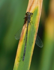 Ischnura cervula