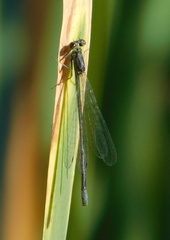 Ischnura cervula
