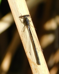 Ischnura cervula