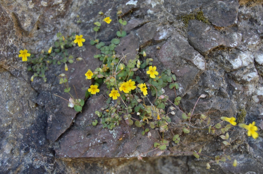 Erythranthe diminuens