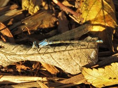 Argia funebris