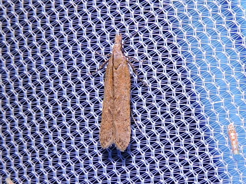 Palmerworm Moth and Allies photo 5