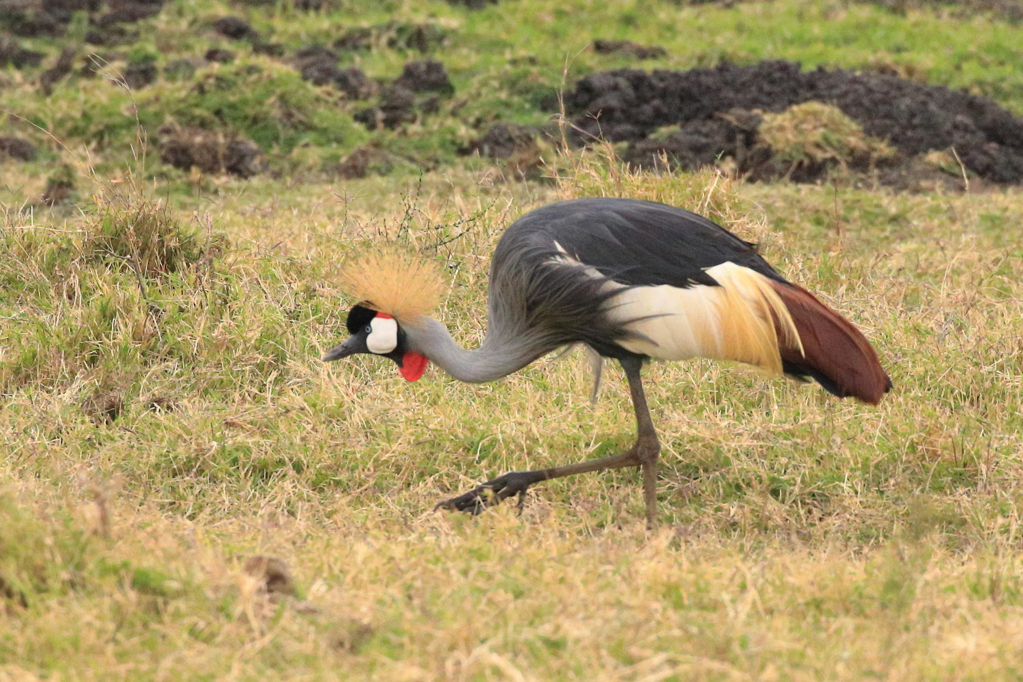 Grey Crowned Crane