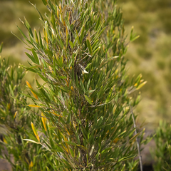 Bergbambos tessellata