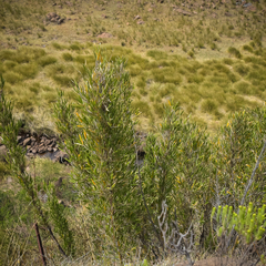 Bergbambos tessellata