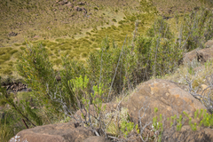 Bergbambos tessellata