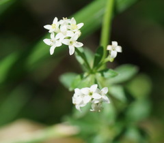 Asperula euryphylla