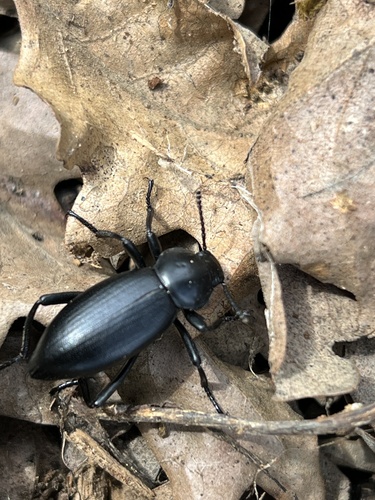 iNaturalist observation photo of Dentate Stink Beetle