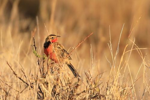 Rosy-throated Longclaw (Macronyx ameliae), photo 8