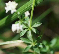 Asperula euryphylla