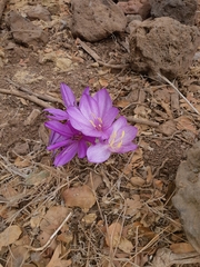 Colchicum feinbruniae