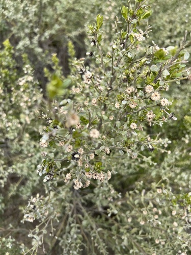 iNaturalist observation photo of Chaparral Coyote Brush