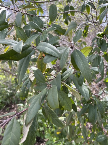 iNaturalist observation photo of coffeeberry