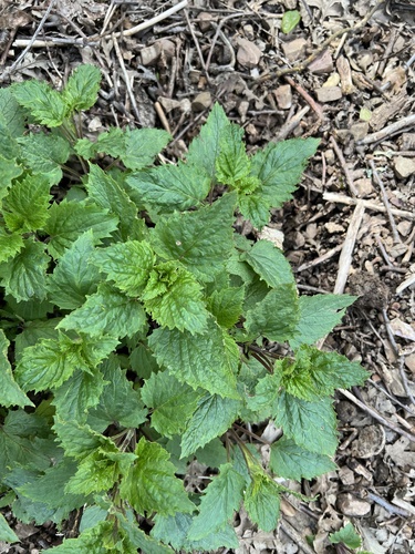 iNaturalist observation photo of California beeplant