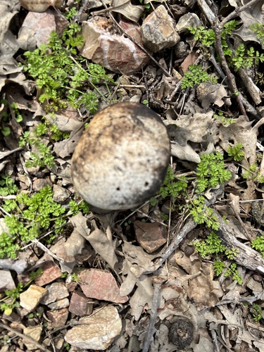 iNaturalist observation photo of California Gall Wasp