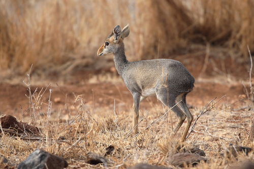 Günther's Dik-dik