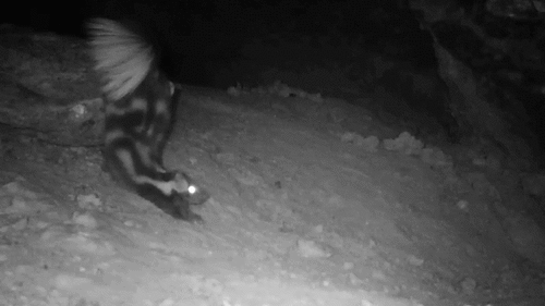 Desert Spotted Skunk