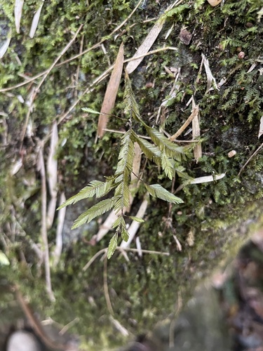 Phyllogonium