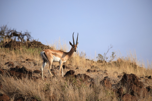 Bright's Gazelle