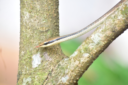 Photo of a Ashok's Bronzeback Tree Snake (Dendrelaphis ashoki)