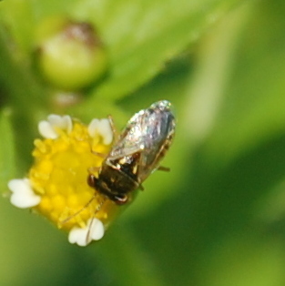 Geocoris ventralis