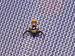 Rhagoletis pomonella