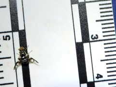 Rhagoletis pomonella