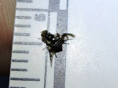 Rhagoletis pomonella