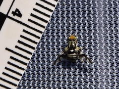 Rhagoletis pomonella