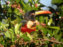 Fiery-Billed Aracari photo 1