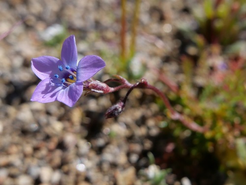 Image of Gilia interior by (c) paulexcoff, some rights reserved (CC BY-SA)