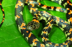 Siphlophis cervinus