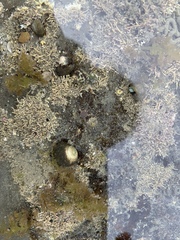 Amphipholis squamata