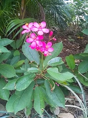 Jatropha integerrima