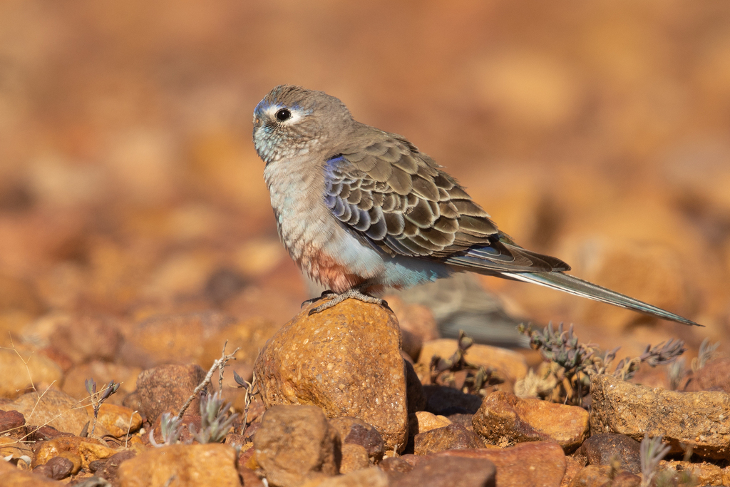 Bourke's Parrot