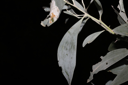 Image of Acacia binervia by (c) Greg Tasney, some rights reserved (CC BY-SA)