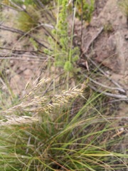 Pentameris eriostoma