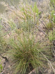 Pentameris eriostoma