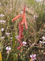 Watsonia aletroides