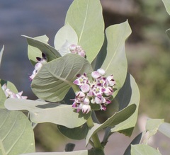 Calotropis procera image